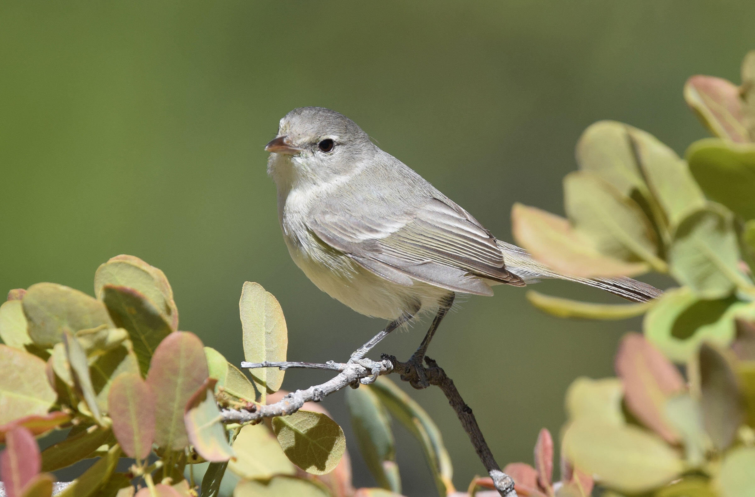 Bell's Vireo Audubon Field Guide