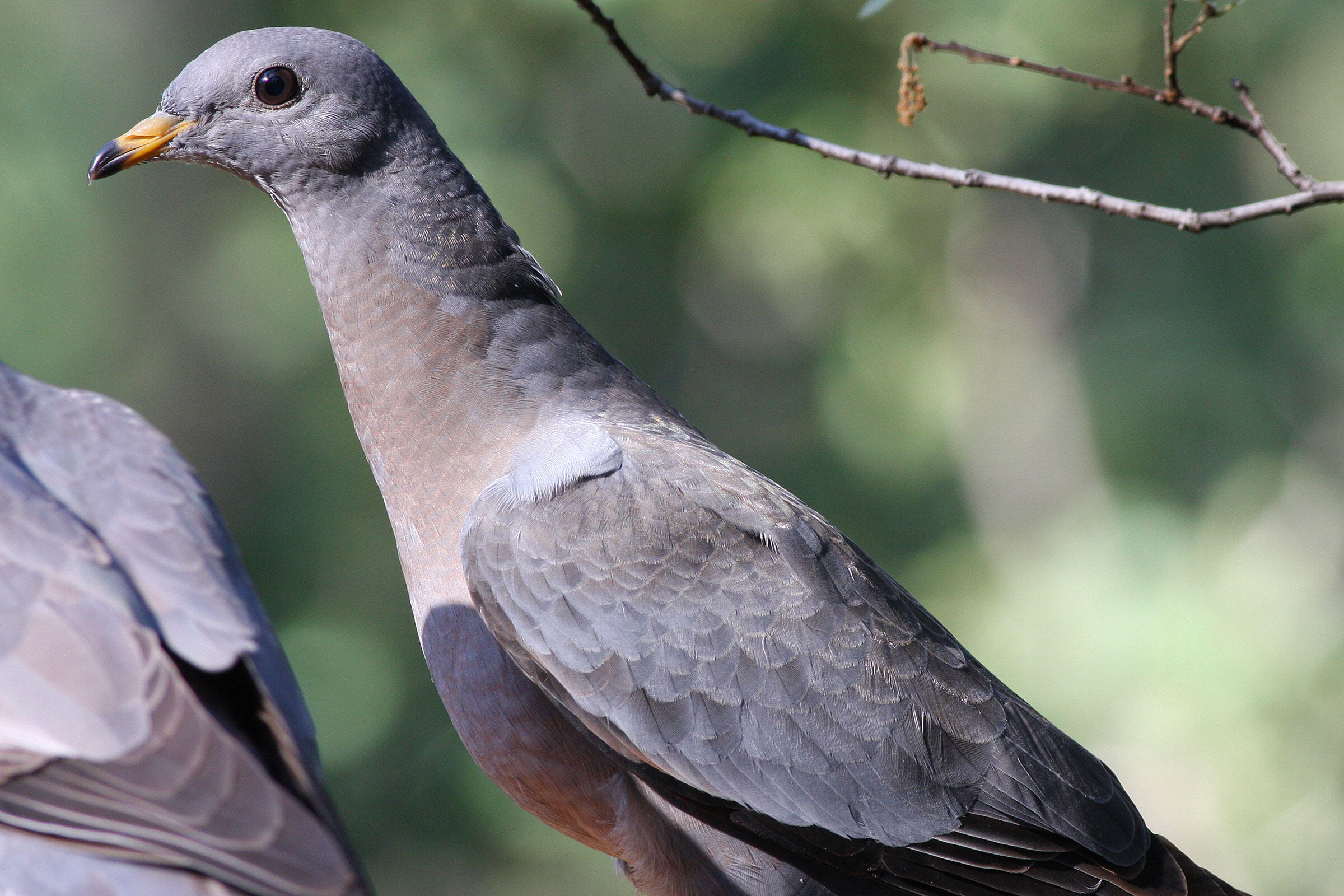 Bandtailed Pigeon Audubon Field Guide