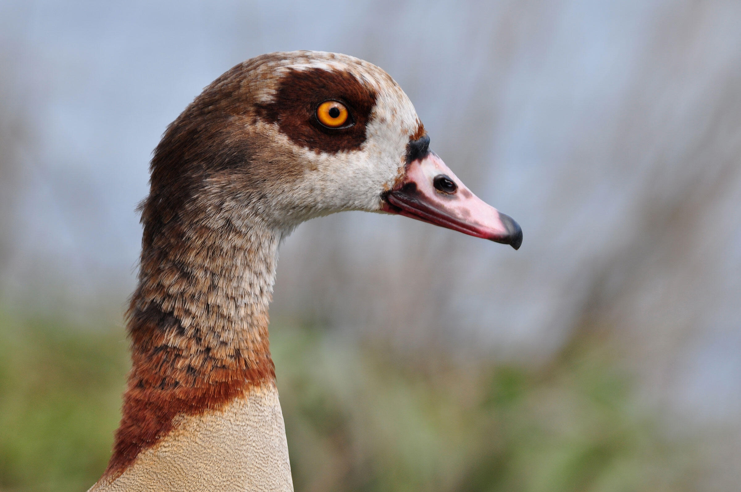 Egyptian Goose Audubon Field Guide