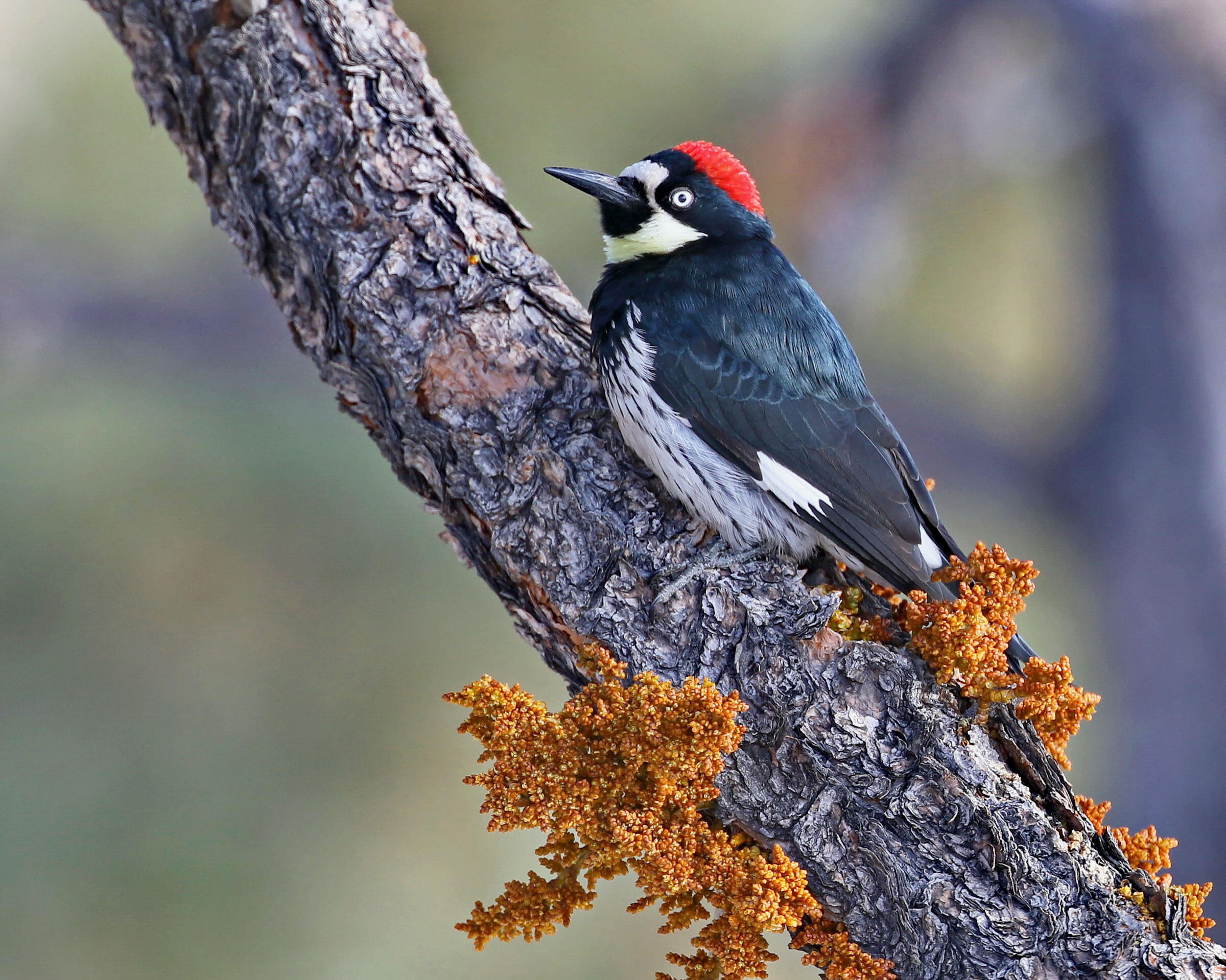 acorn-woodpecker-audubon-field-guide