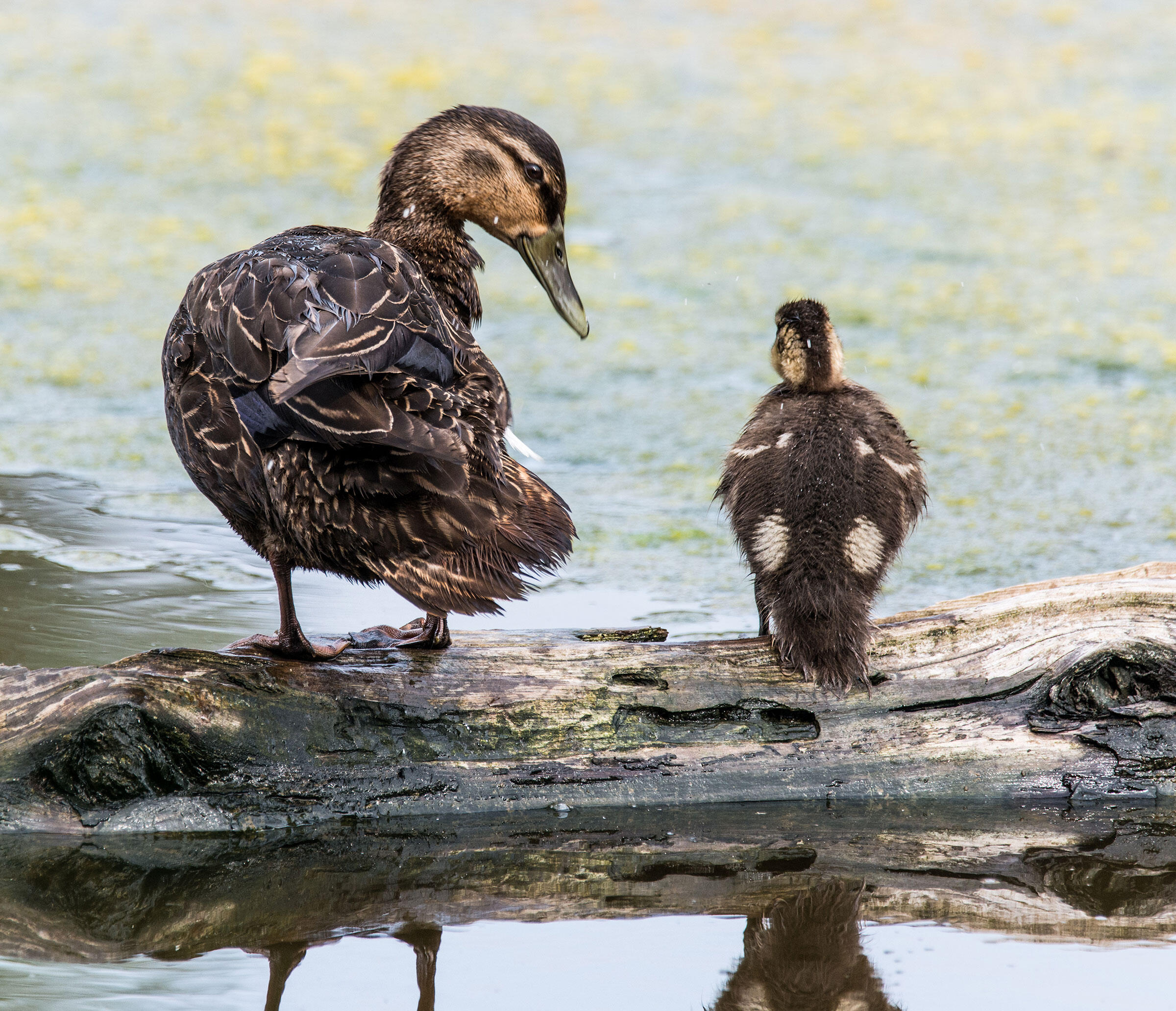 American Black Duck Audubon Field Guide