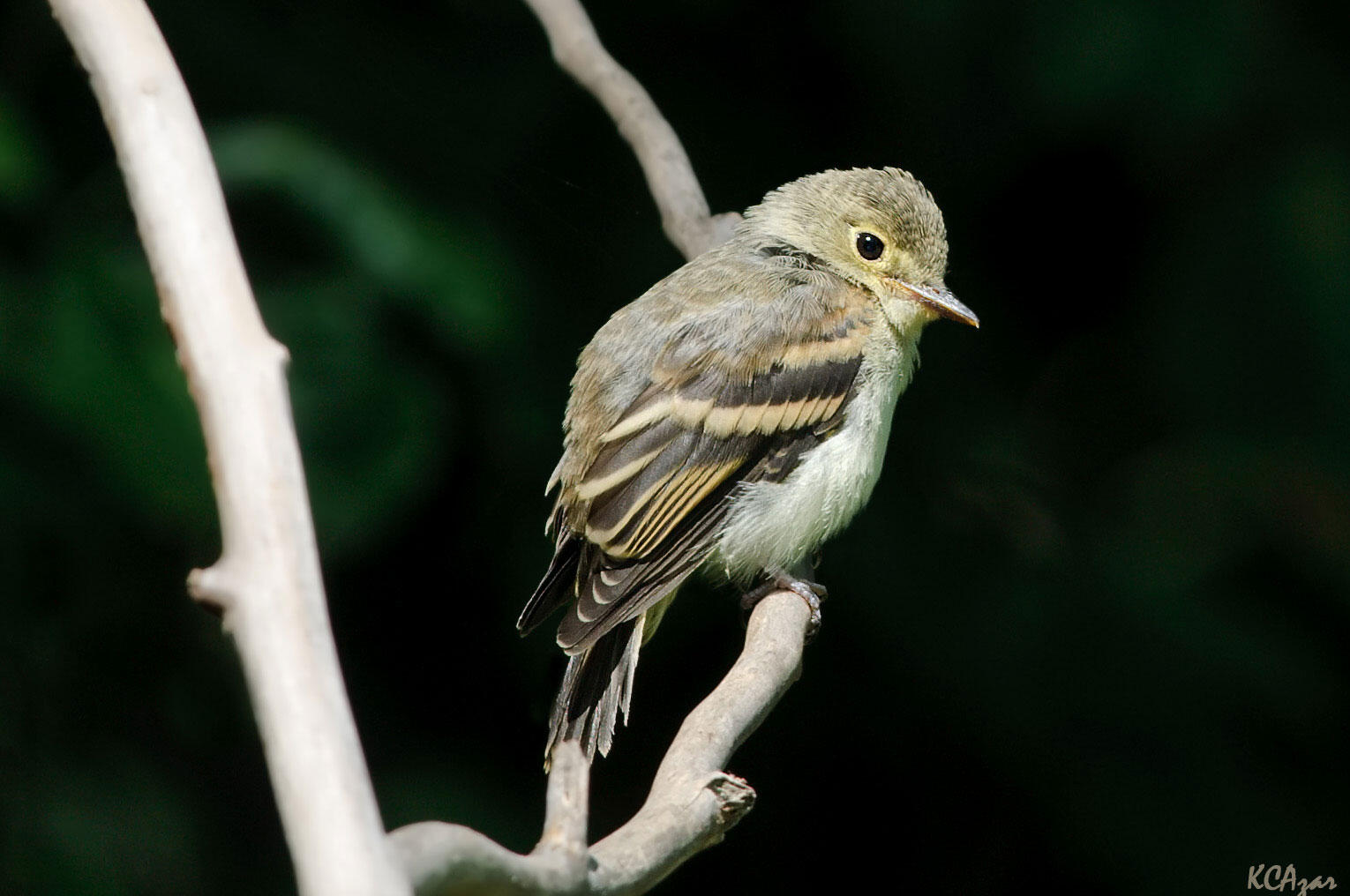 Acadian Flycatcher Audubon Field Guide