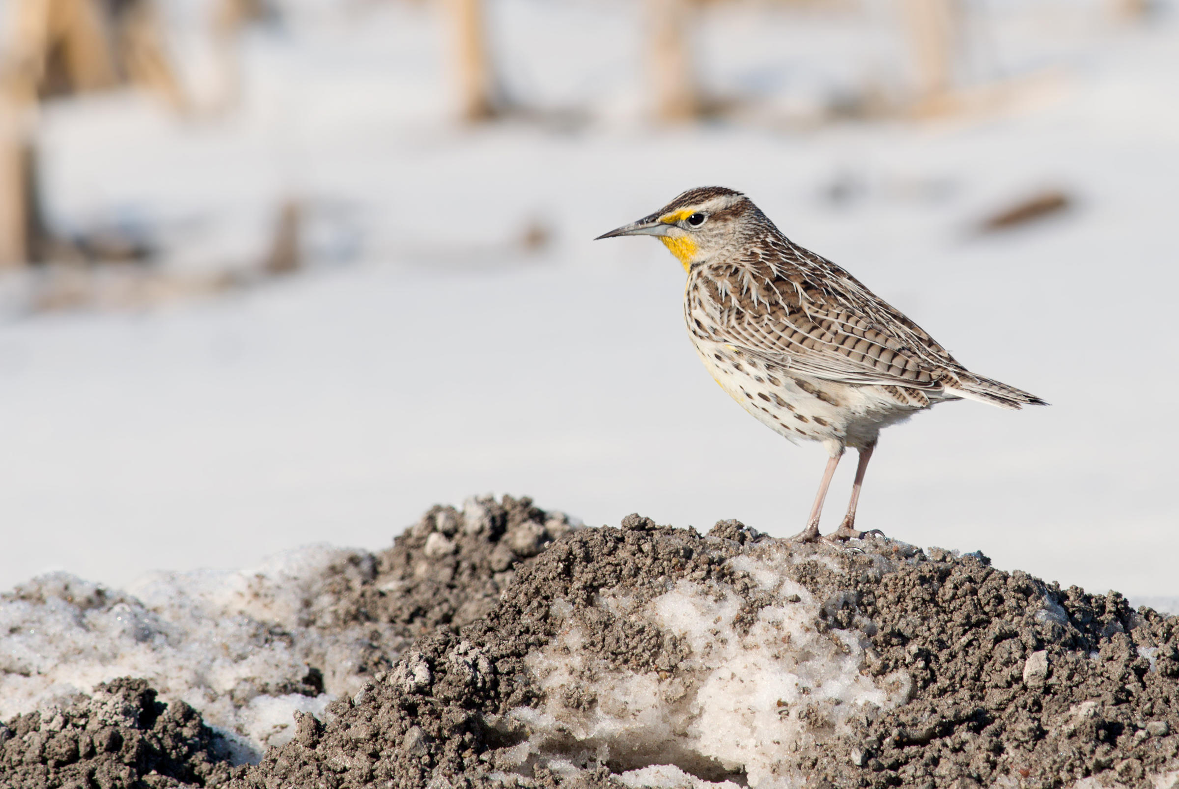 Western Meadowlark Audubon Field Guide
