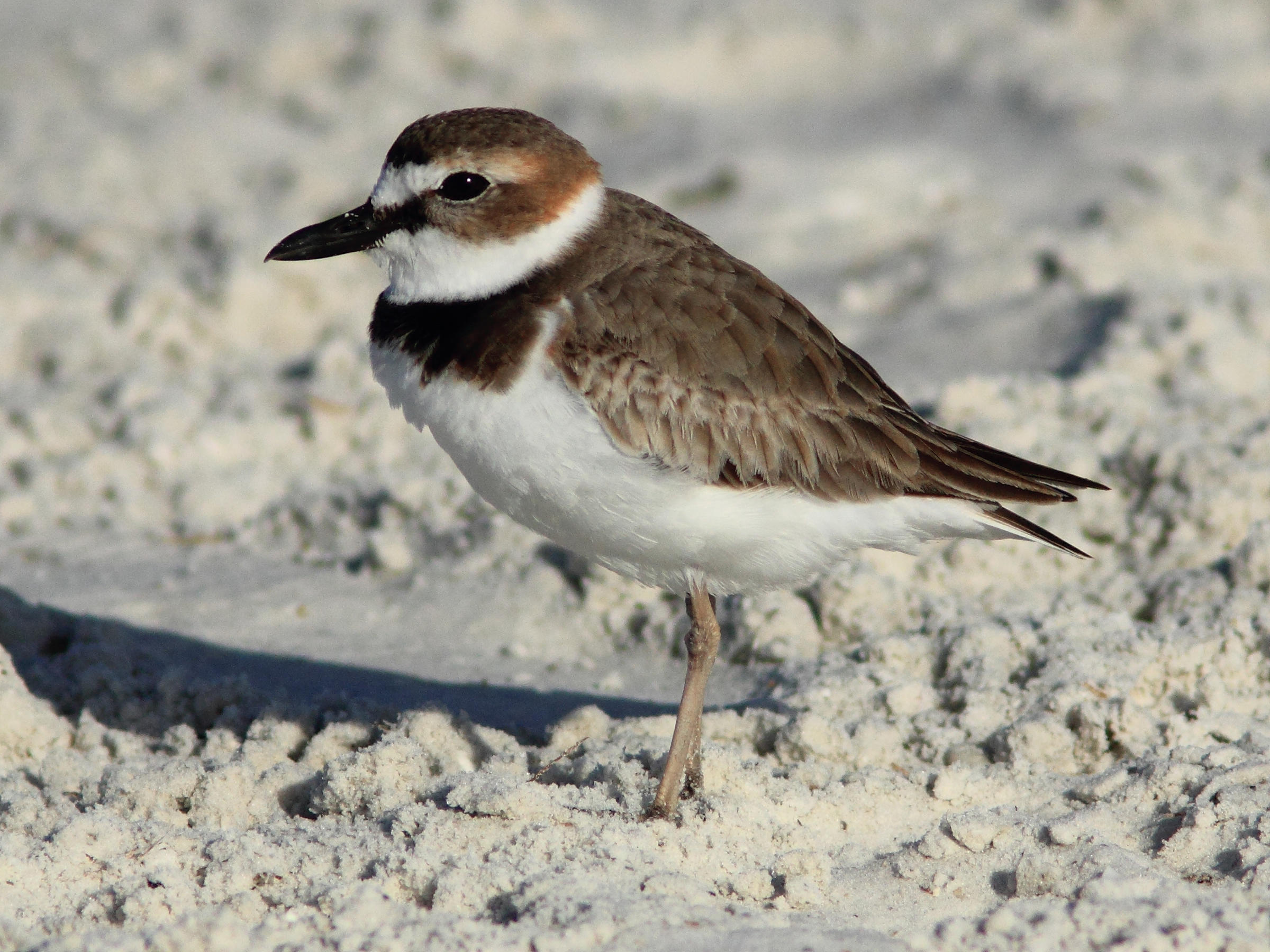 Wilson's Plover Audubon Field Guide