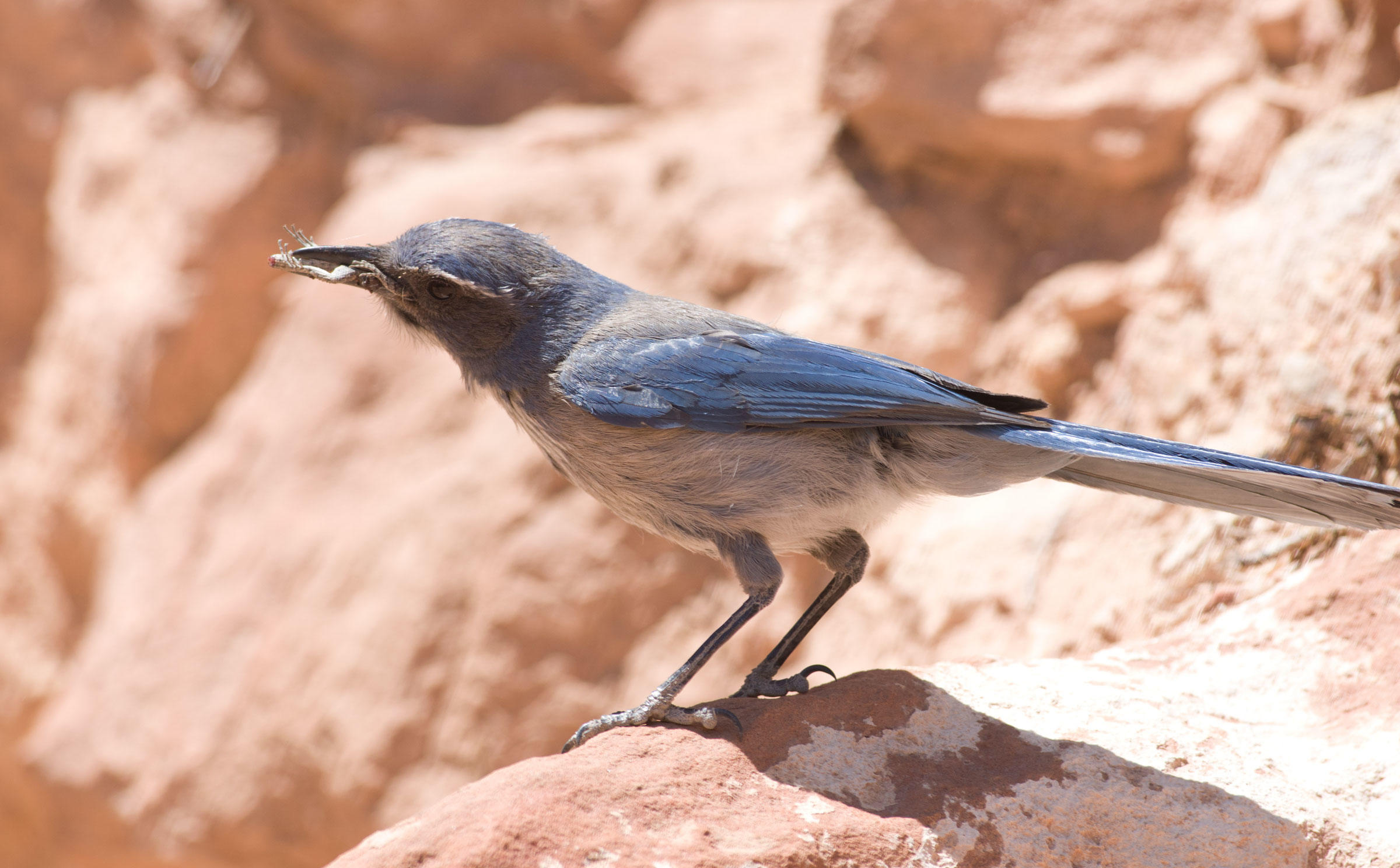 Woodhouse's ScrubJay Audubon Field Guide