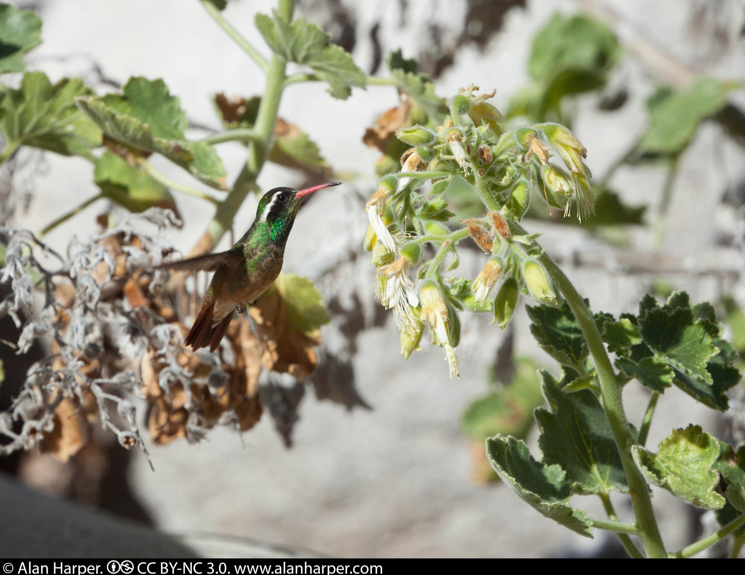 Xantus’s Hummingbird Audubon Field Guide