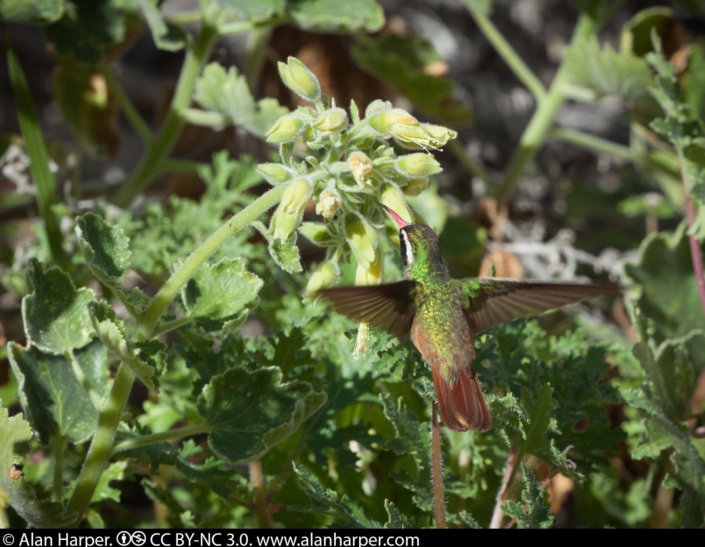 Xantus’s Hummingbird Audubon Field Guide