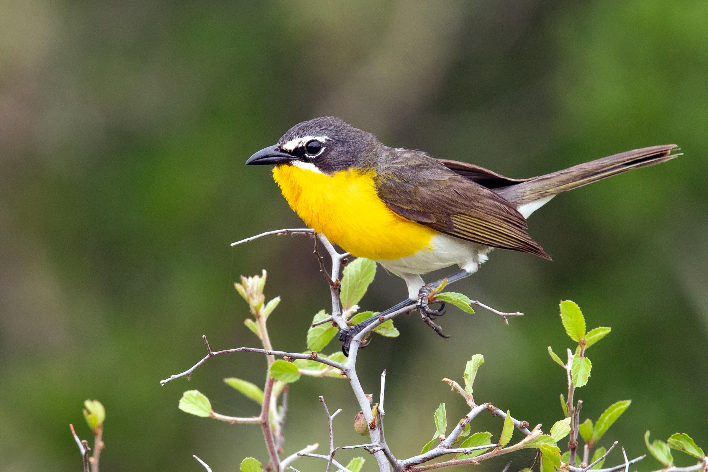 Yellowbreasted Chat Audubon Field Guide