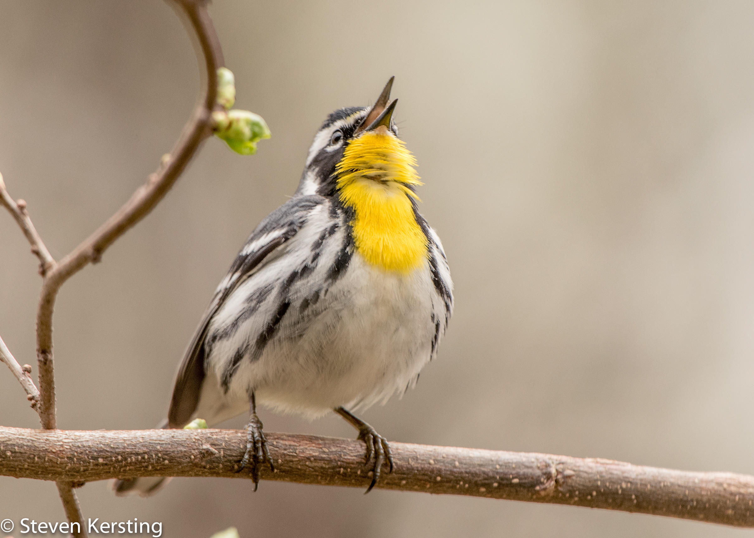 Yellowthroated Warbler Audubon Field Guide
