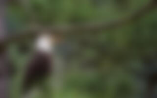 Bald Eagle. Jeff Meaux/Audubon Photography Awards