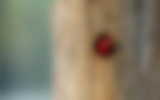 A Red-headed Woodpecker curiously pokes its vibrant red head from a freshly made tree hole.