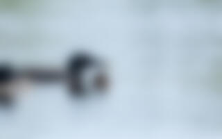 The two oldest-known Common Loons feed a fish to their fuzzy black chick, the 32nd they've successfully raised as a pair over 25 years together. Common Loons. Laura Wong