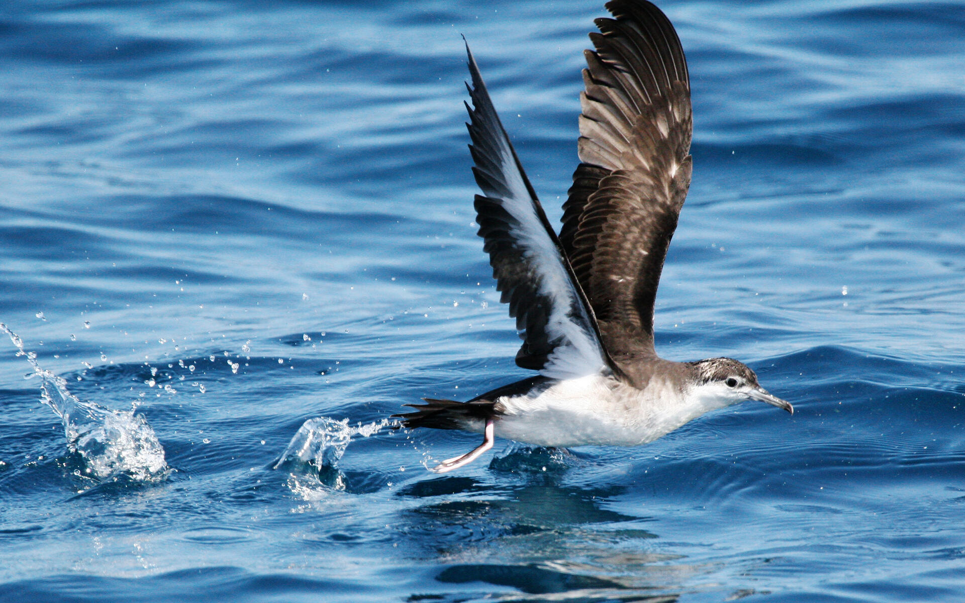 Audubon's Shearwater Audubon Field Guide
