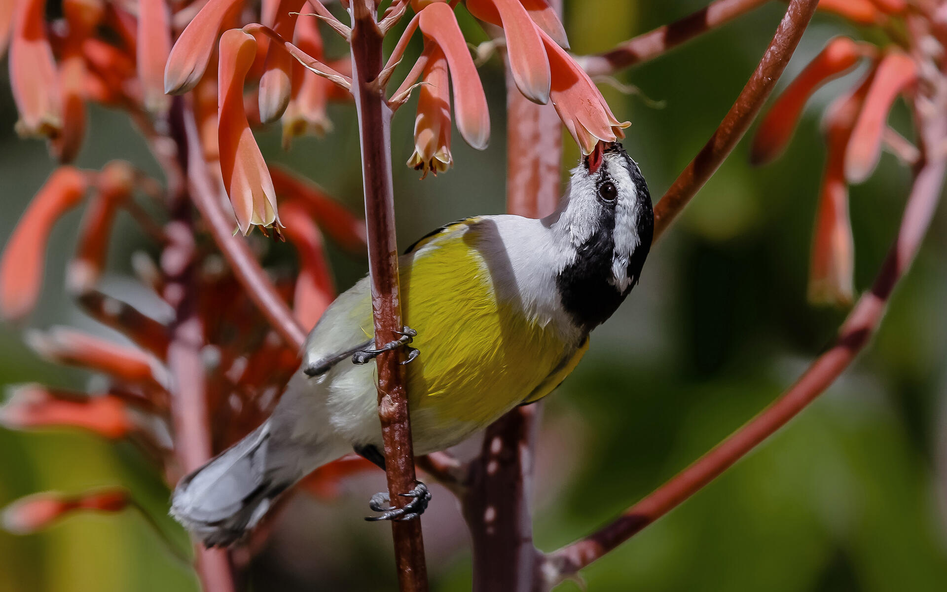 Bananaquit Audubon Field Guide