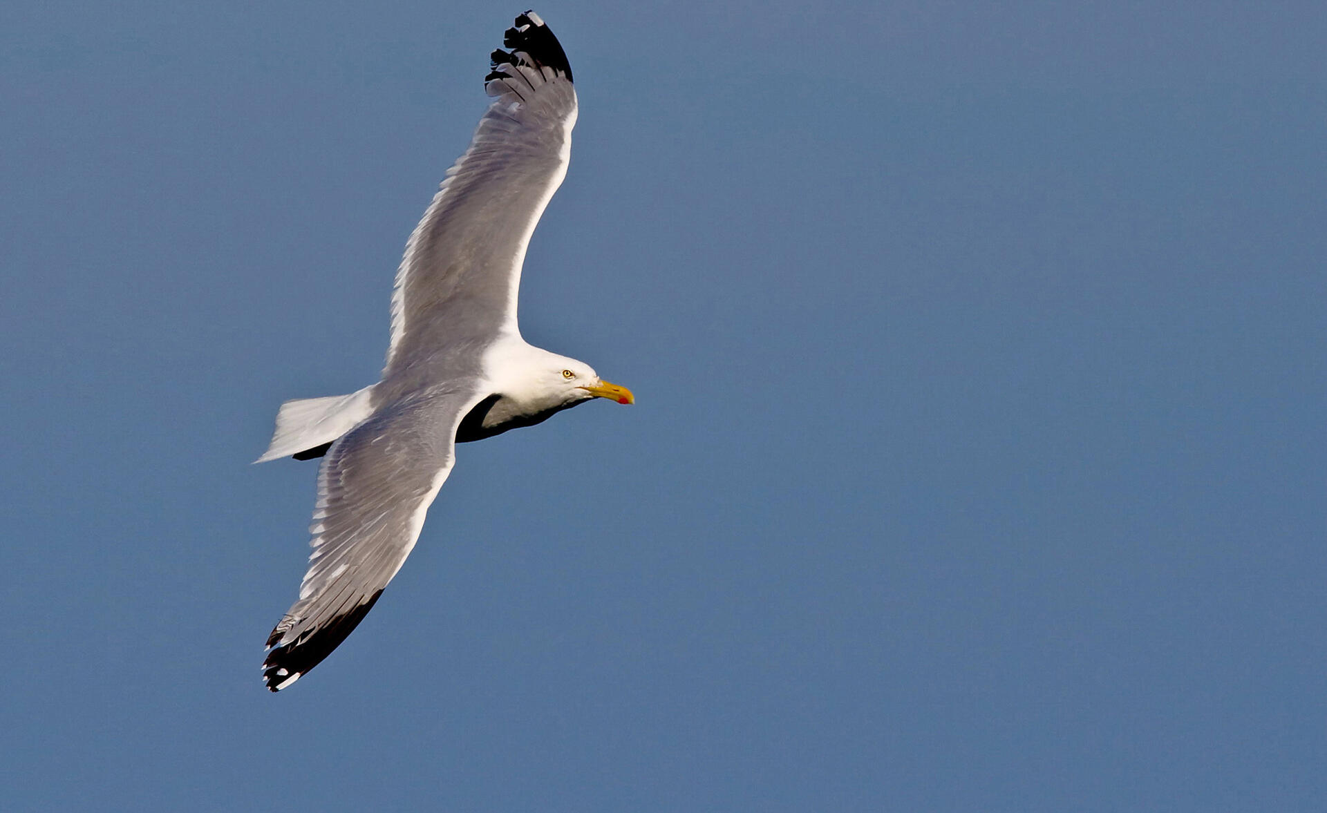 Herring Gull Audubon Field Guide