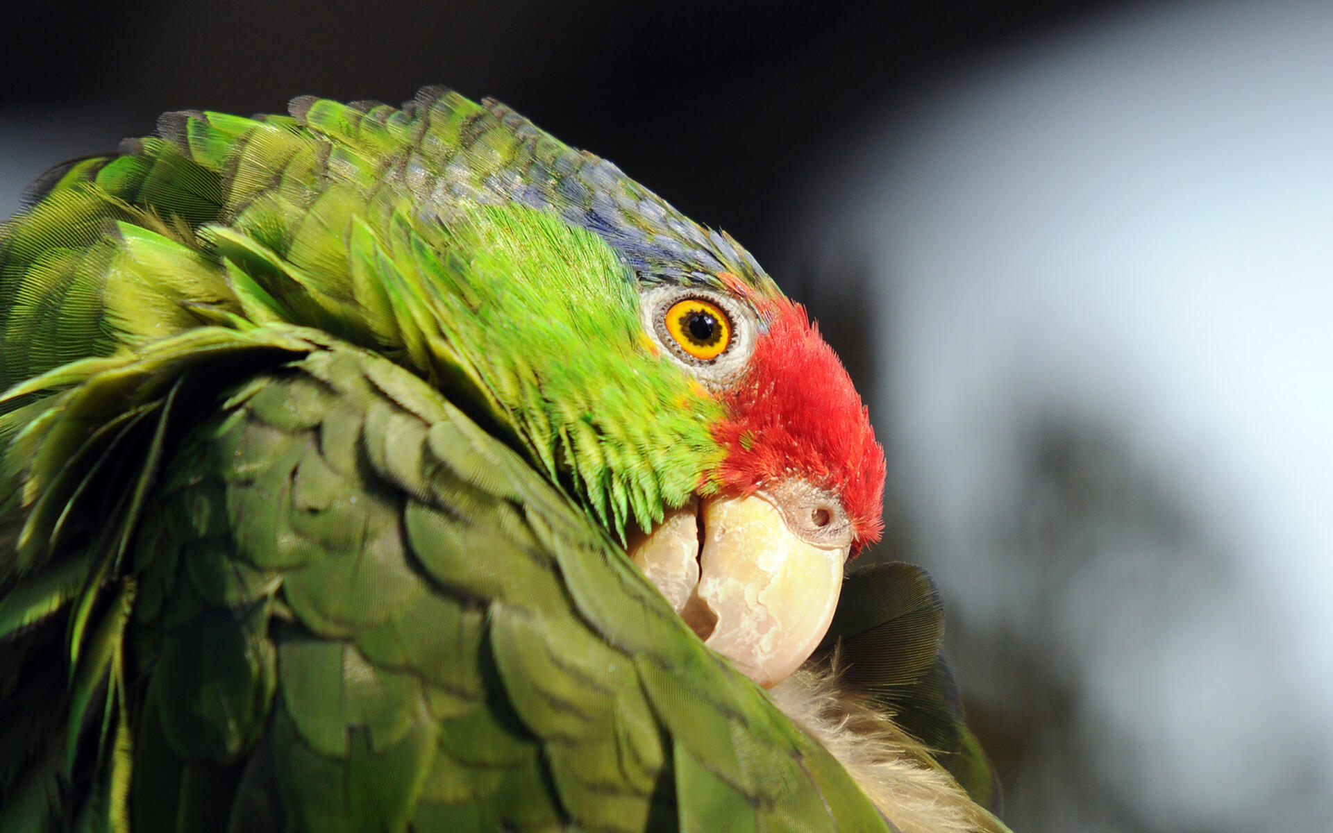 Red-crowned Parrot | Audubon Field Guide