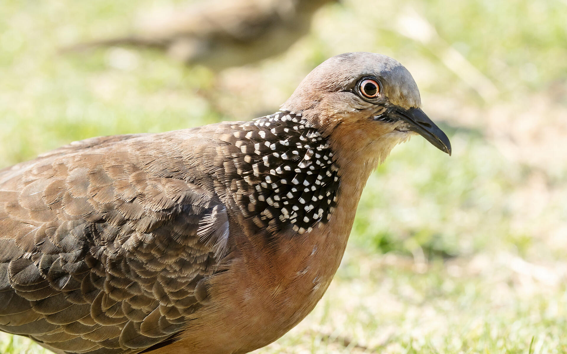 Spotted Dove Audubon Field Guide