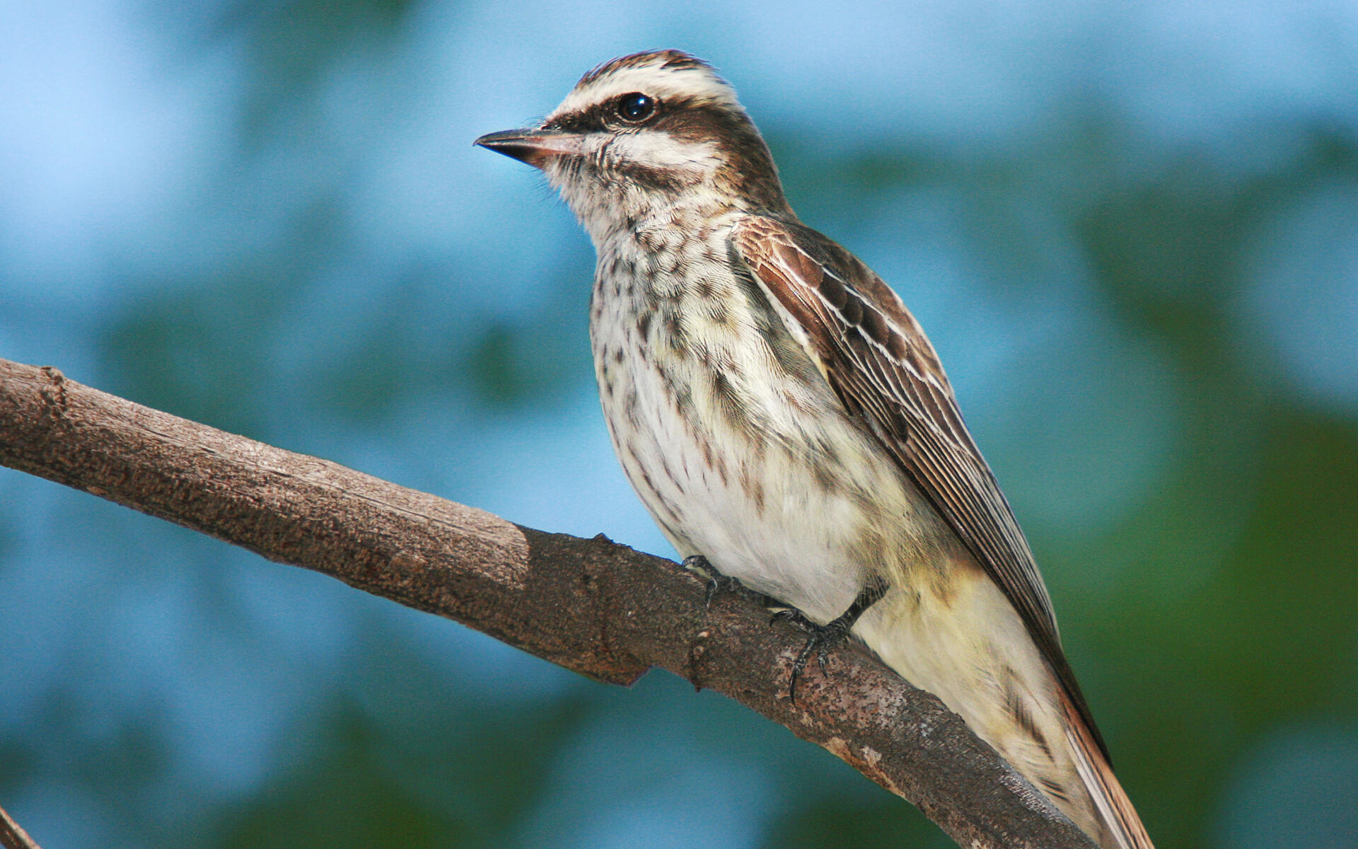 Variegated Flycatcher Audubon Field Guide