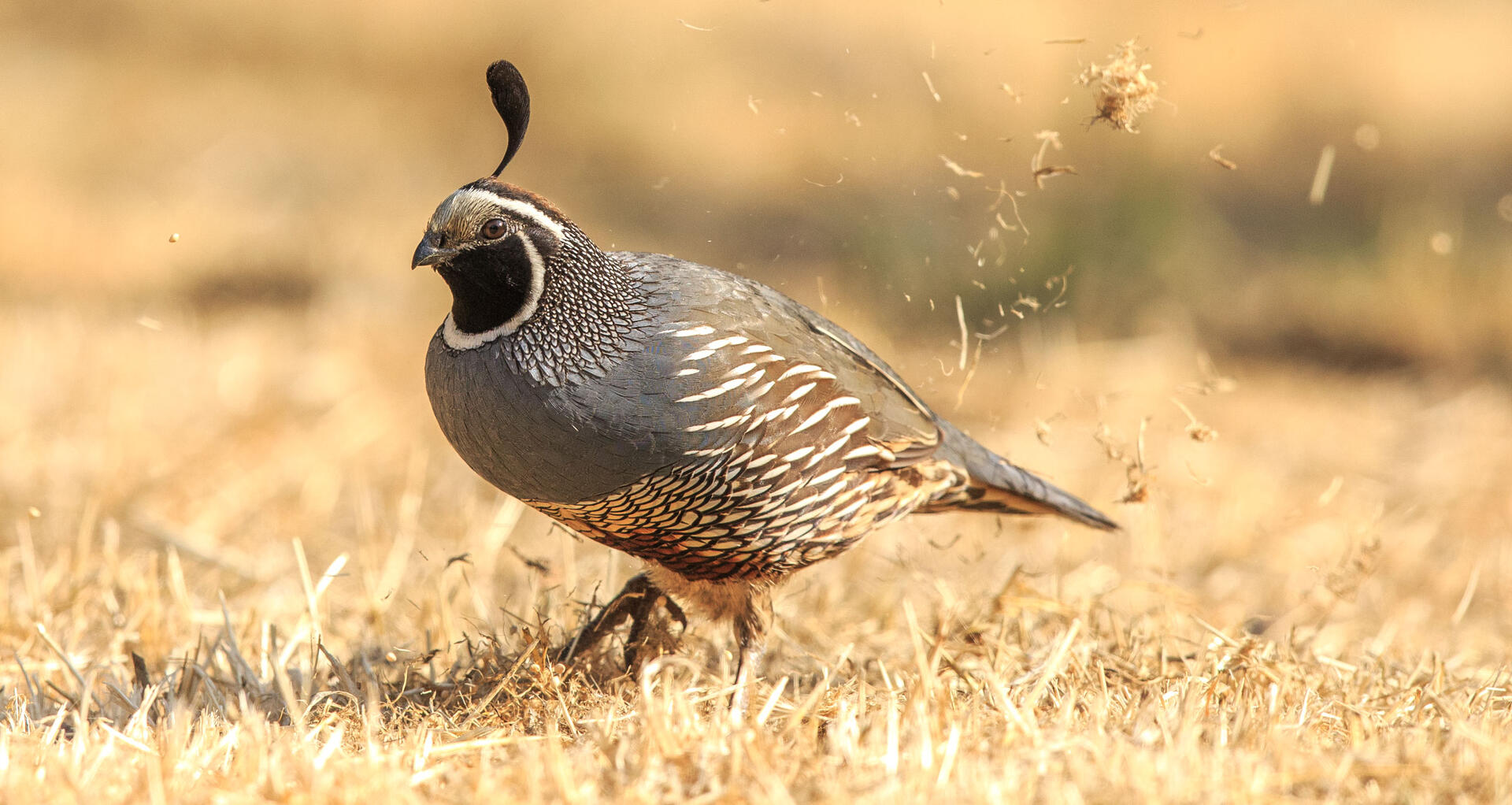 California Quail Audubon Field Guide California Quail Audubon Field Guide