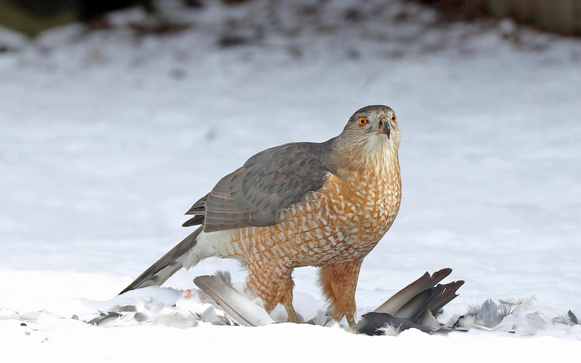 Cooper S Hawk Audubon Field Guide