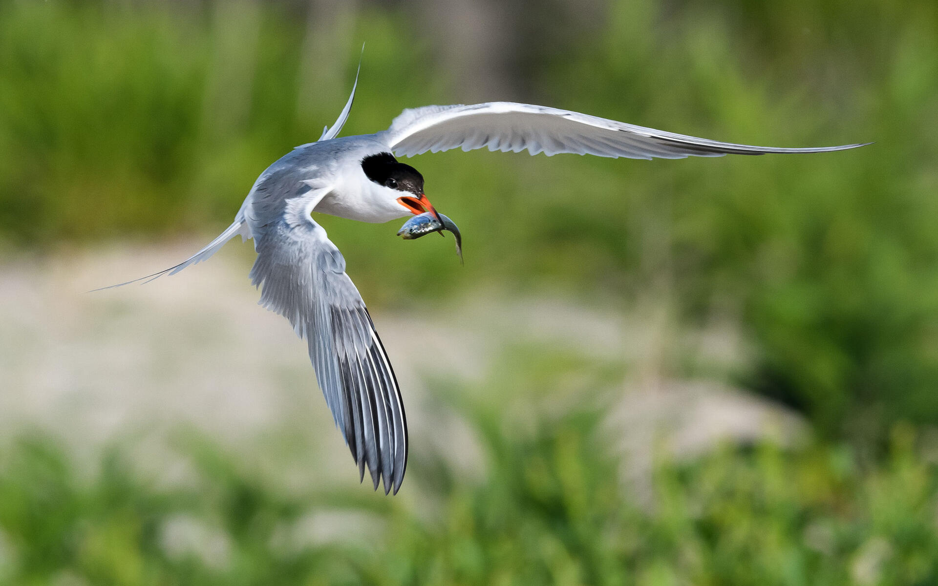 Common Tern Audubon Field Guide