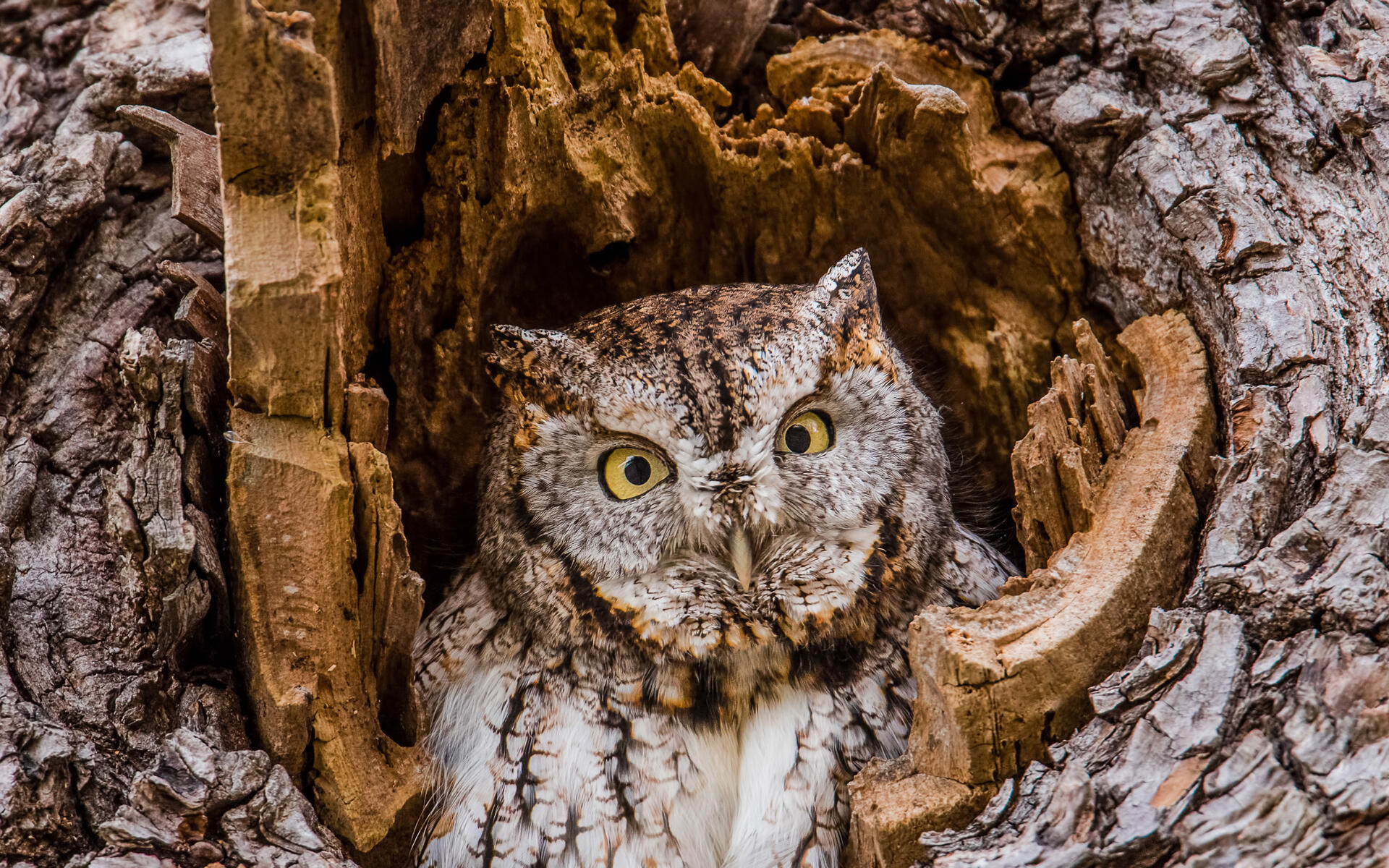 Eastern Screech Owl Audubon Field Guide