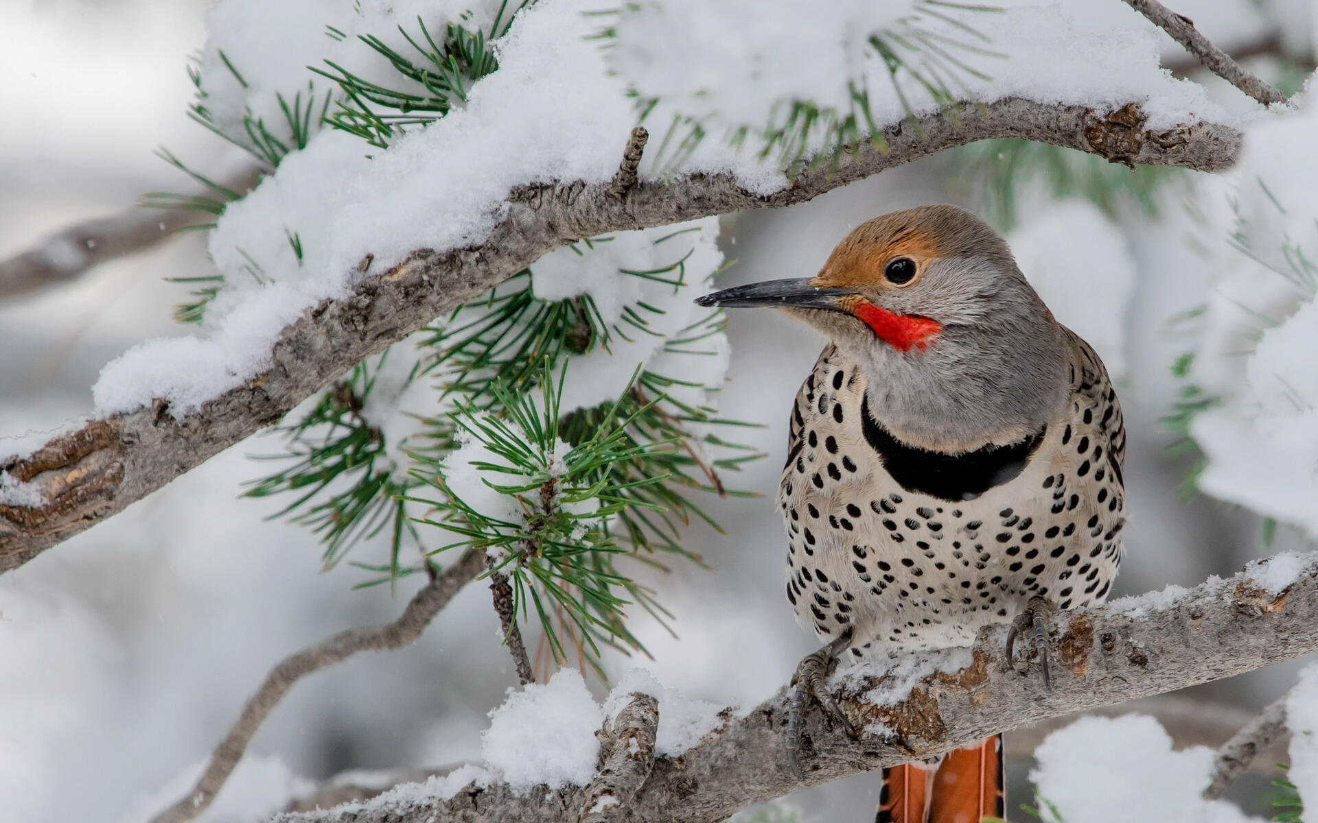 Northern Flicker Audubon Field Guide