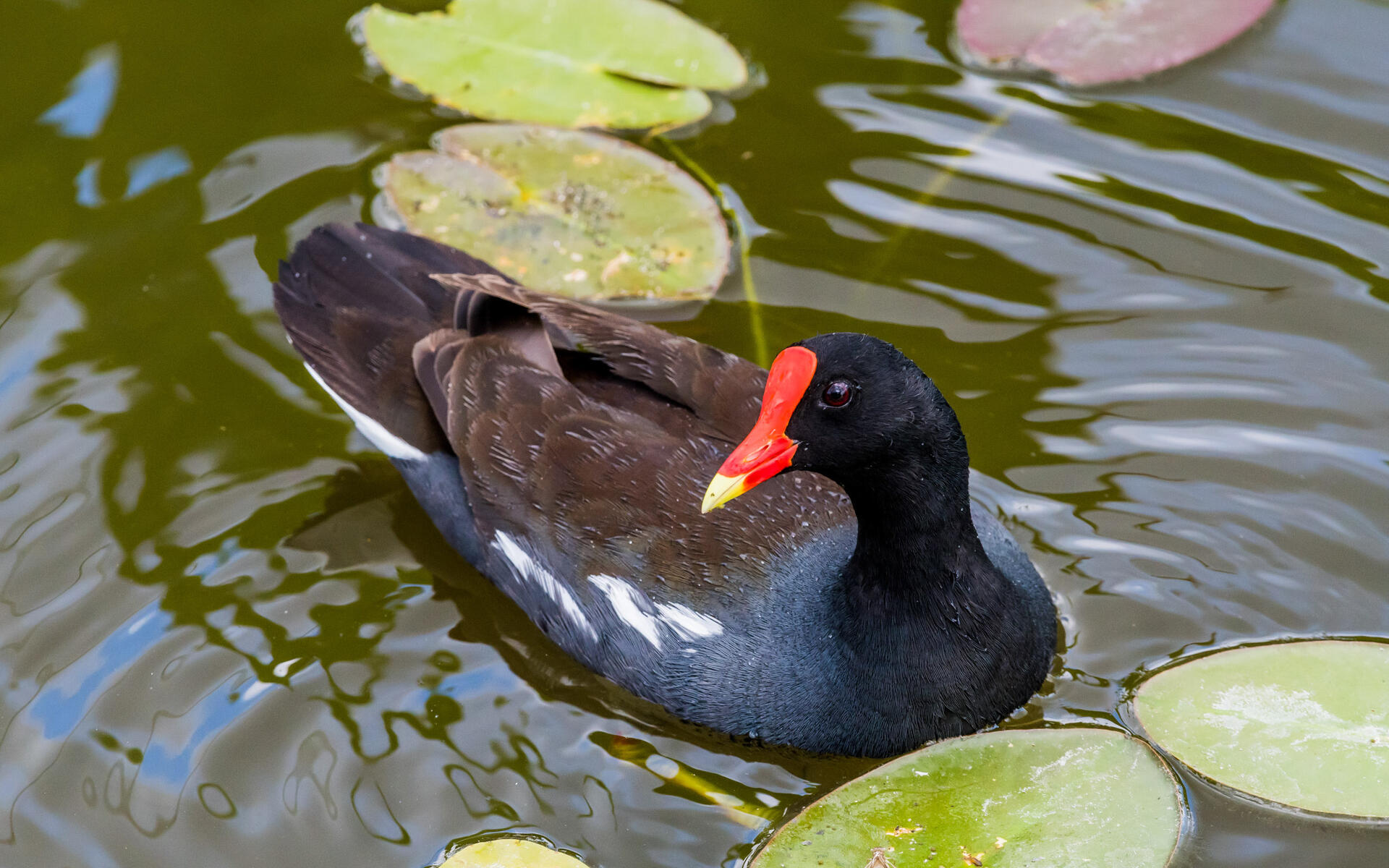 Common Gallinule Audubon Field Guide
