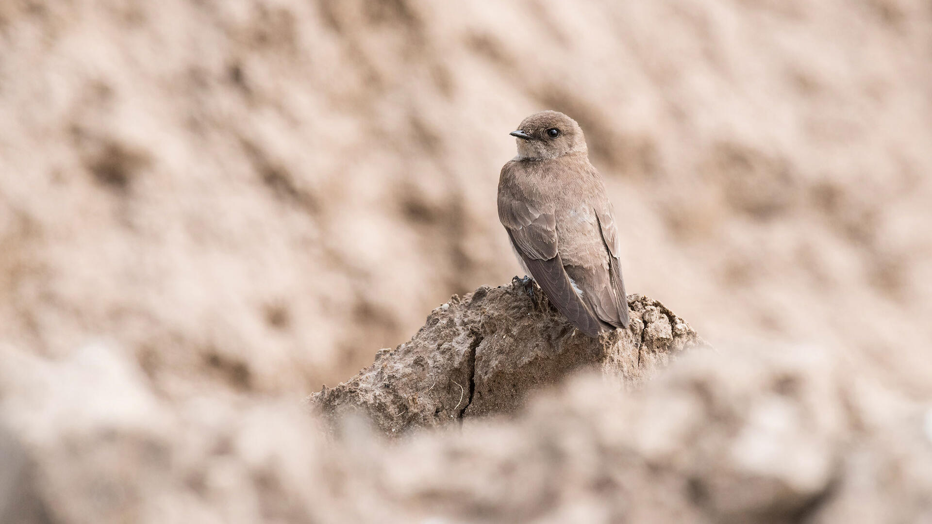 Northern Rough-winged Swallow | Audubon Field Guide