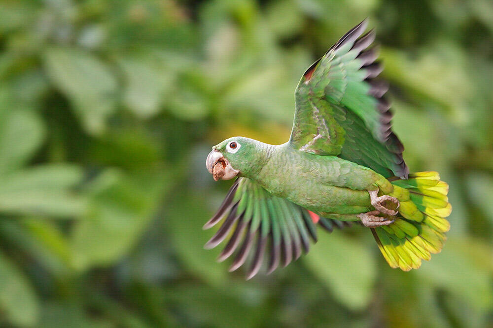 Mealy Parrot Audubon Field Guide