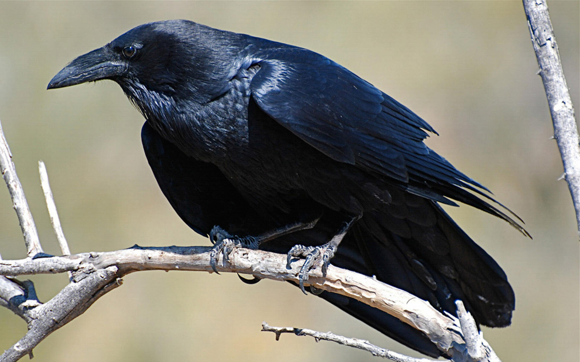 raven wingspan raven wingspan