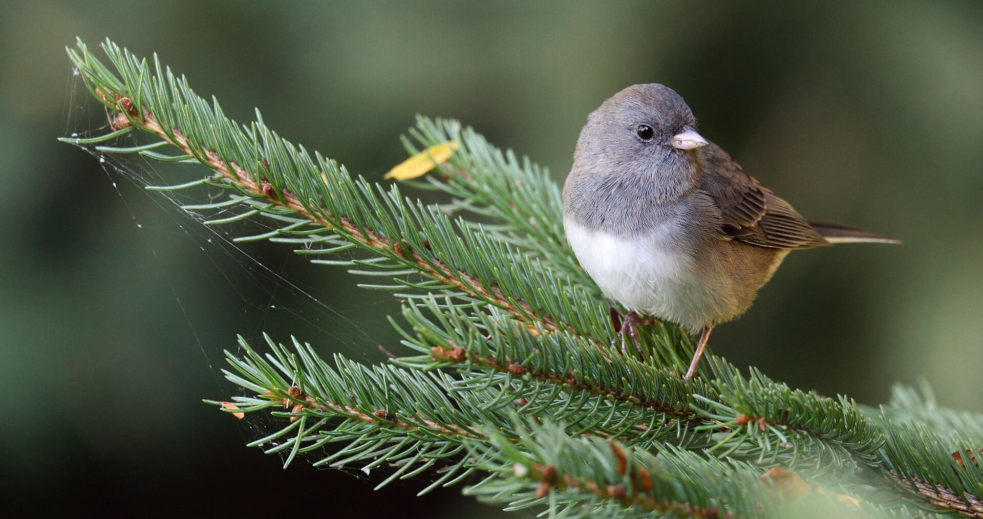 Dark Eyed Junco Audubon Field Guide