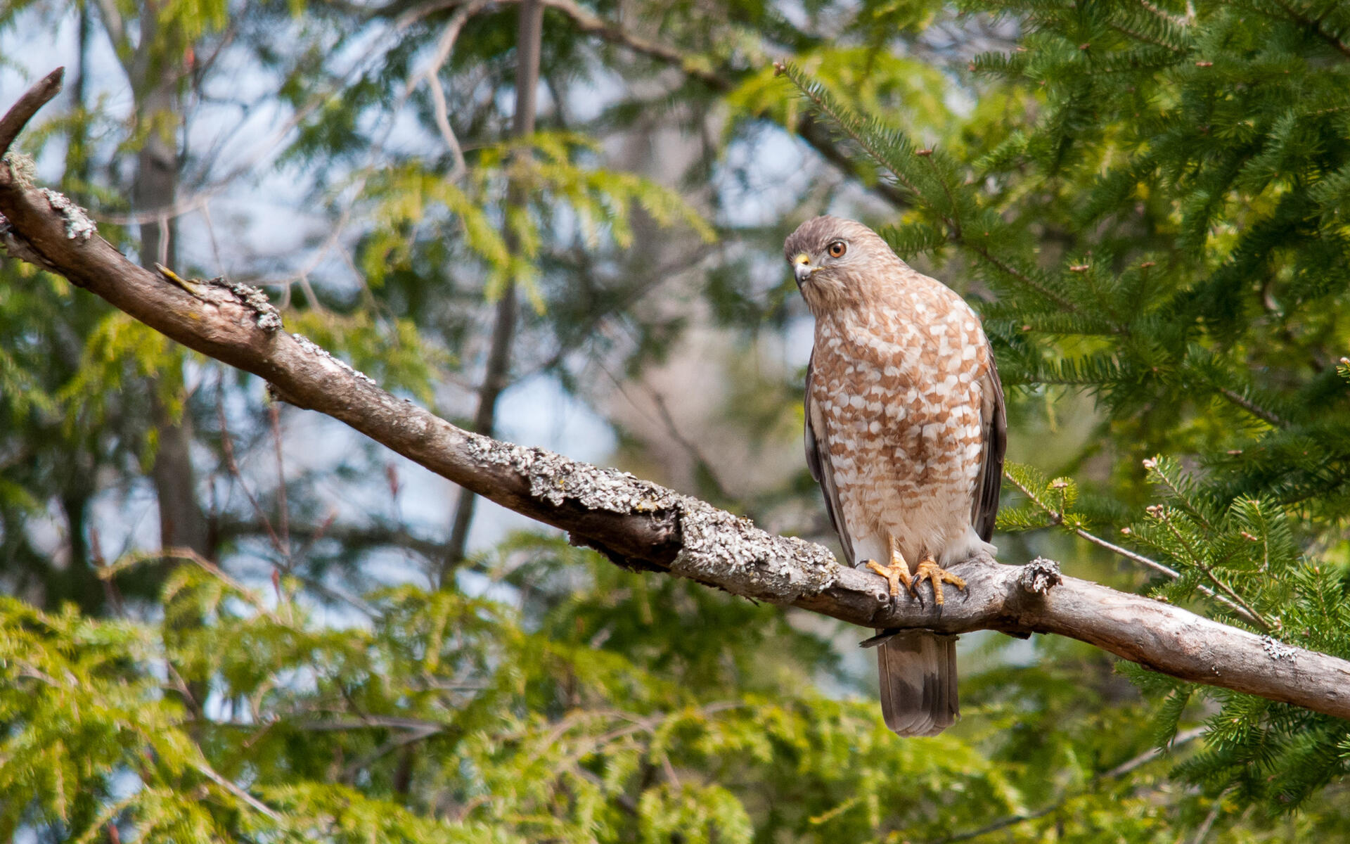 Broad Winged Hawk Audubon Field Guide Broad Winged Hawk Audubon Field Guide
