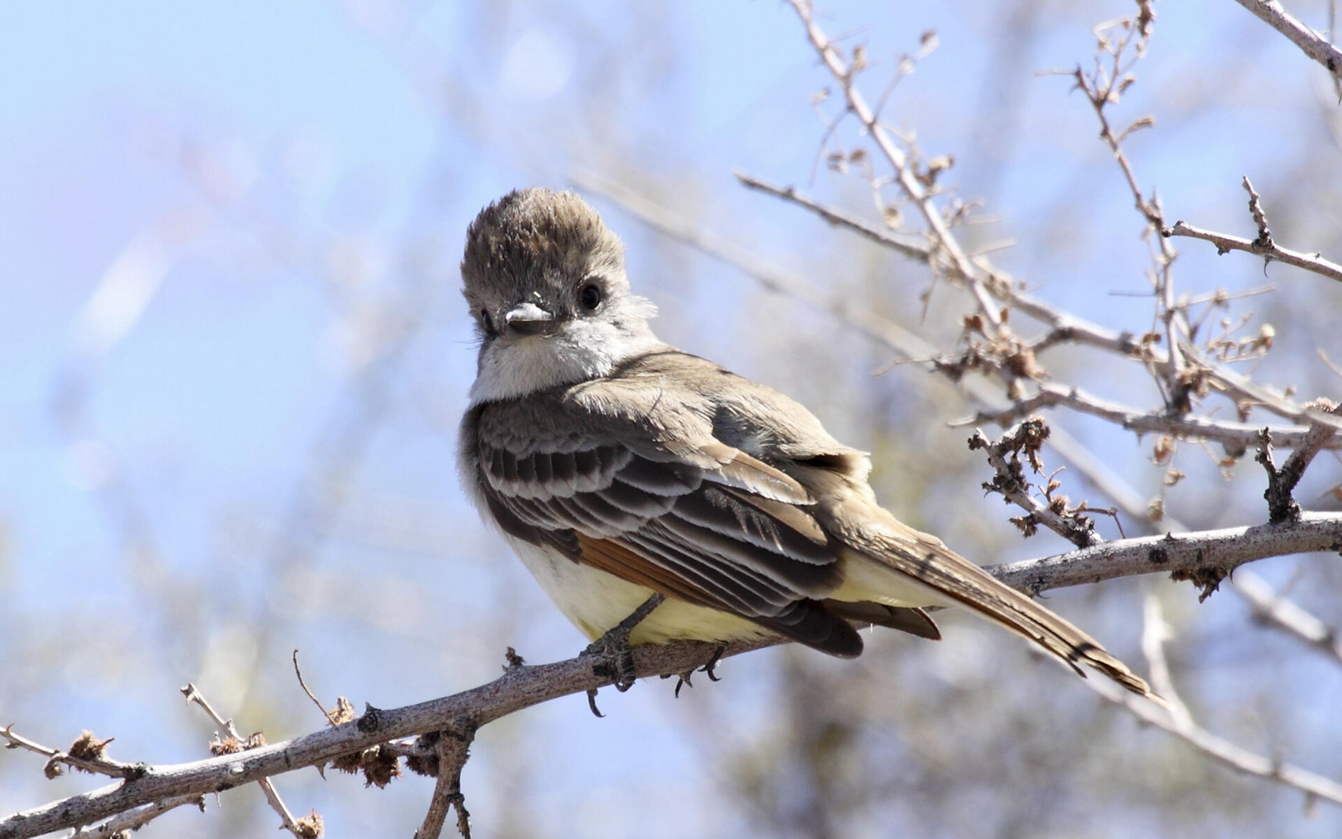 Browncrested Flycatcher Audubon Field Guide