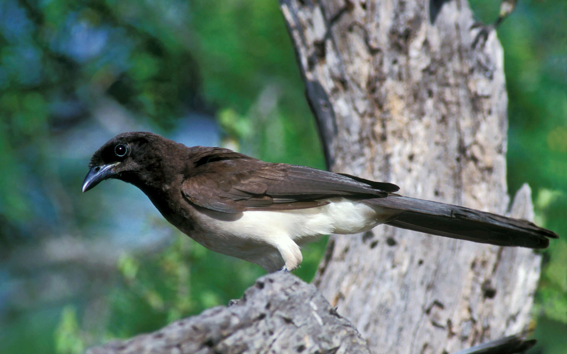 brown-jay-audubon-field-guide