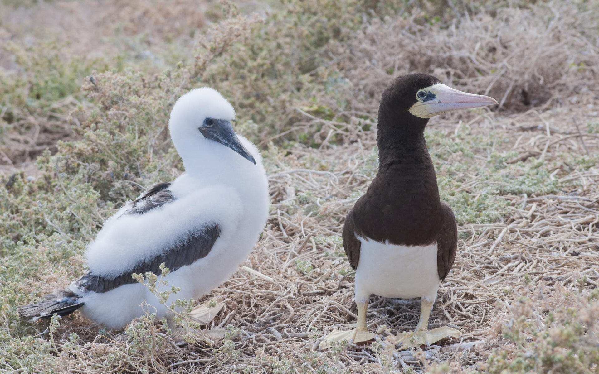 Brown Booby Audubon Field Guide