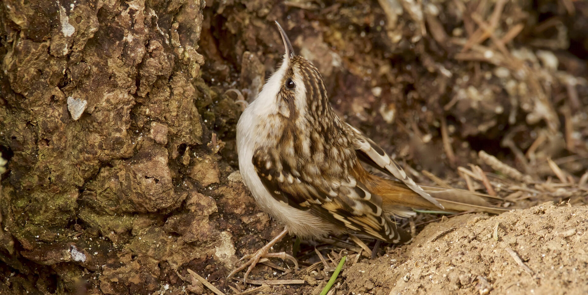 Brown Creeper Audubon Field Guide