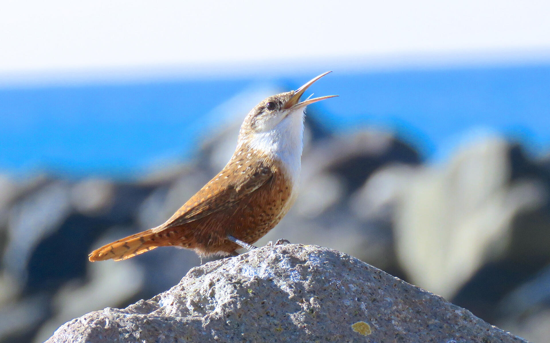 Canyon Wren Audubon Field Guide