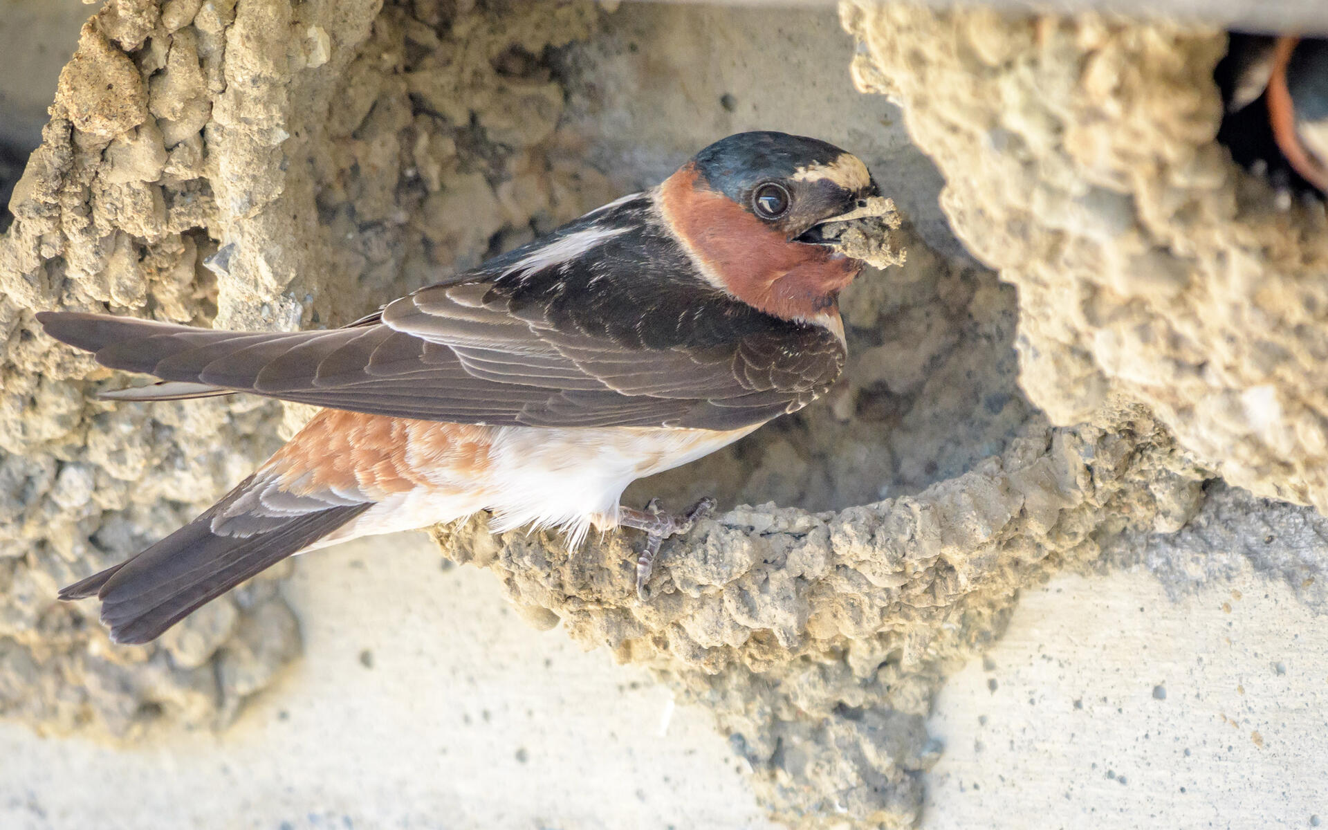 Cliff Swallow Audubon Field Guide
