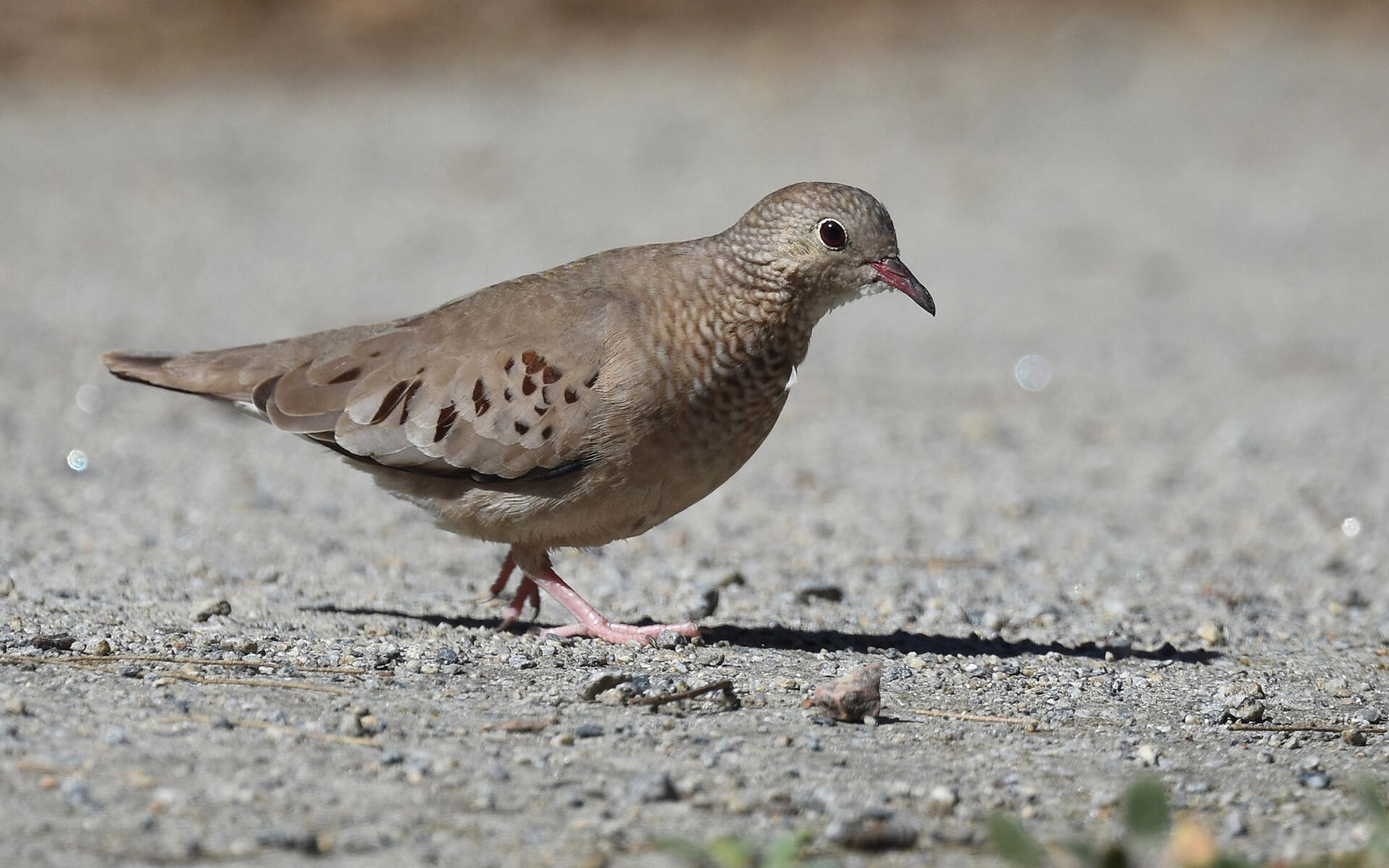 Common Ground Dove Audubon Field Guide