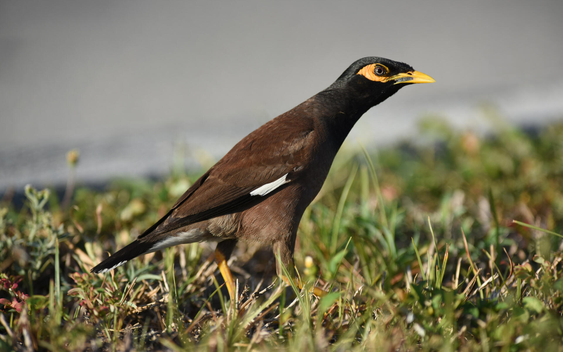 Common Myna Audubon Field Guide