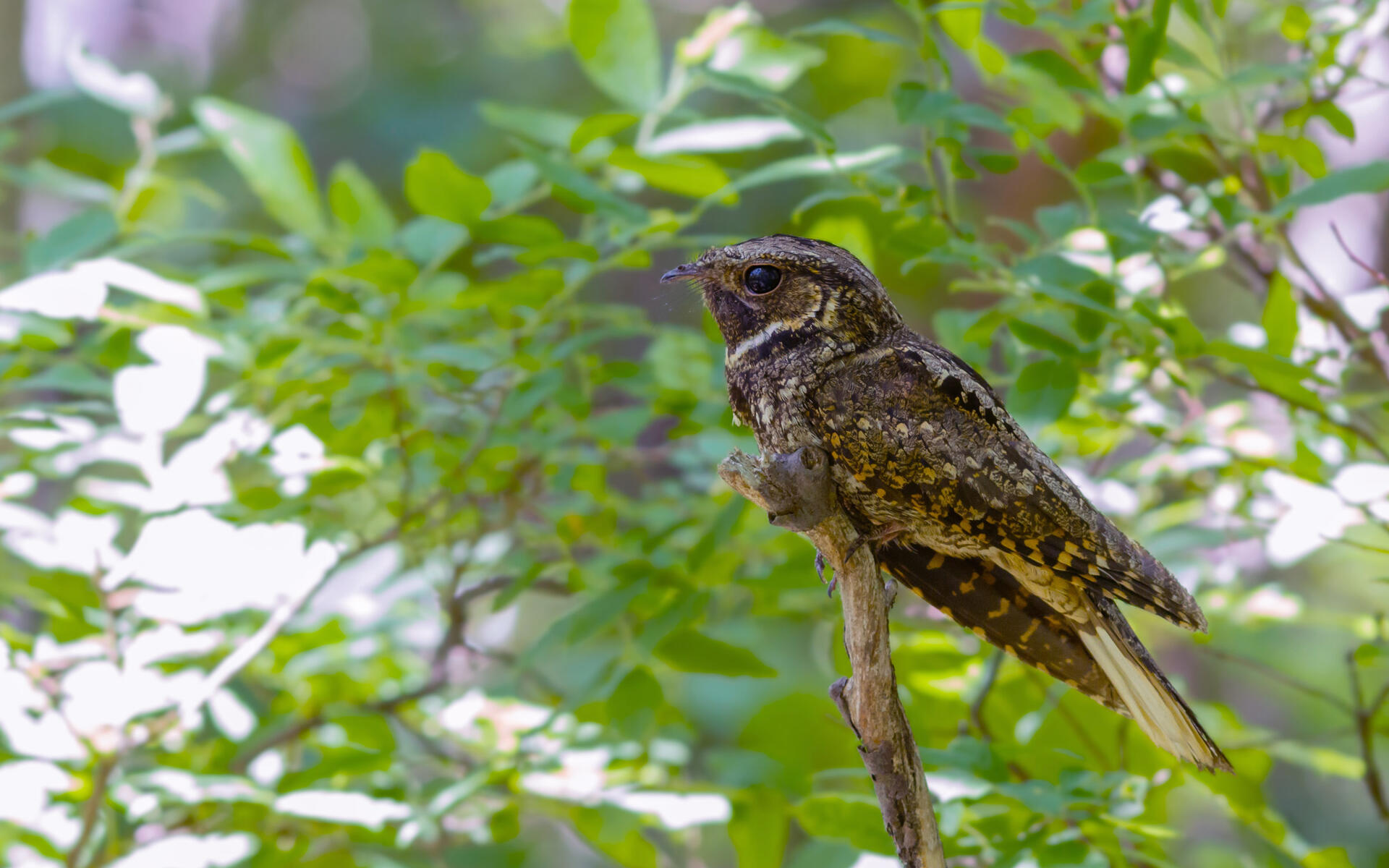 Eastern Whip Poor Will Audubon Field Guide