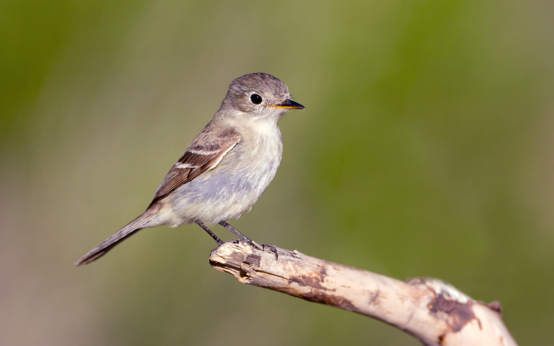 Gray Flycatcher Audubon Field Guide
