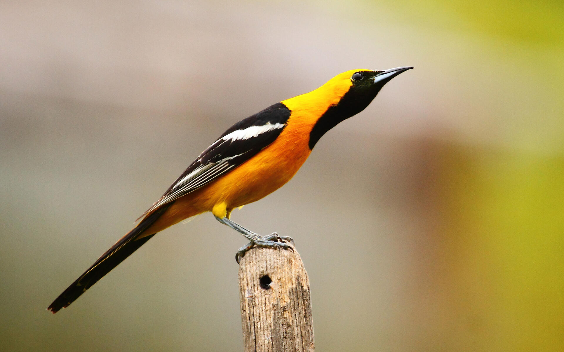 Hooded Oriole Audubon Field Guide Golden oriole usually lives in woodlands and open forests. hooded oriole audubon field guide