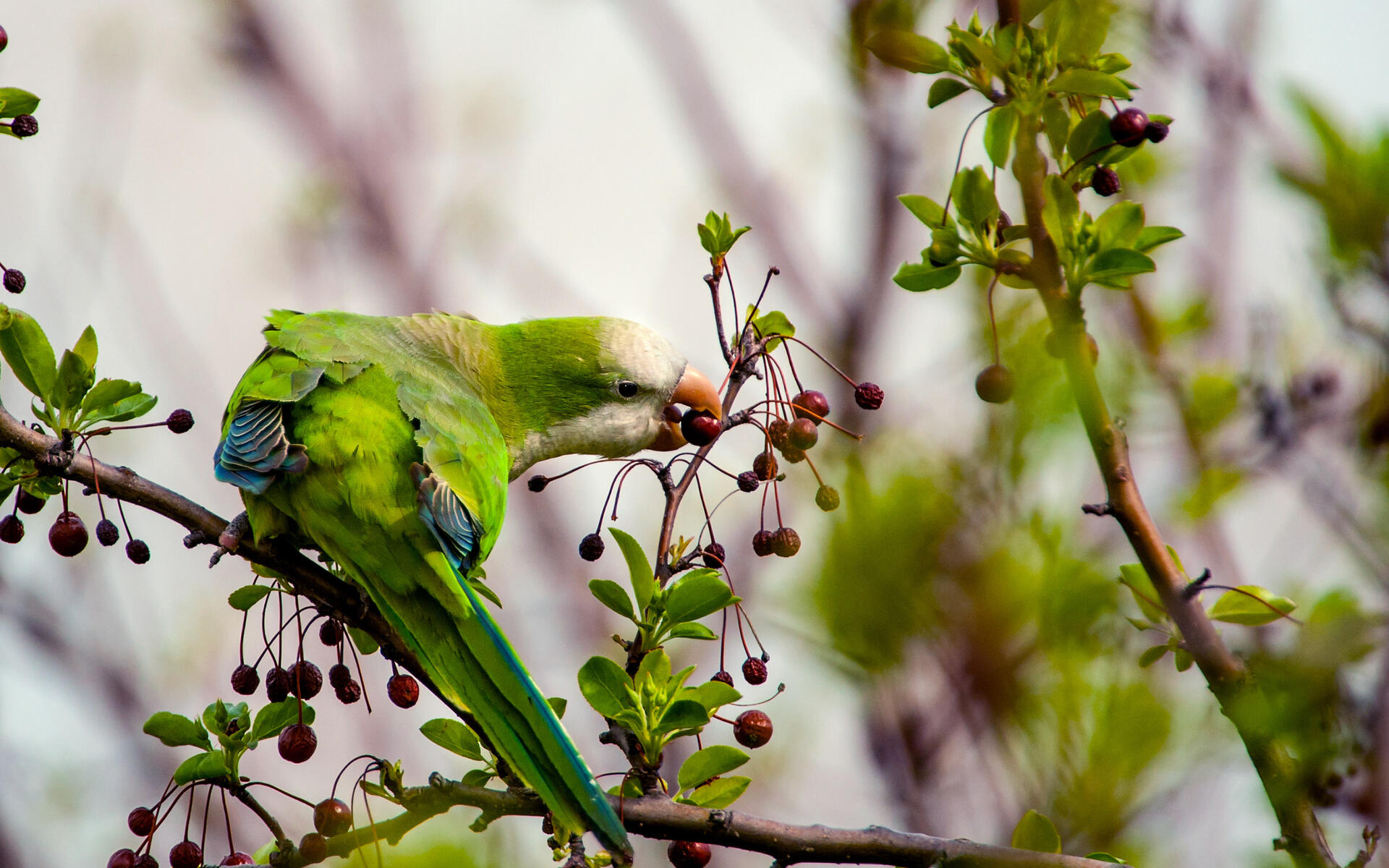 yellow monk parakeet