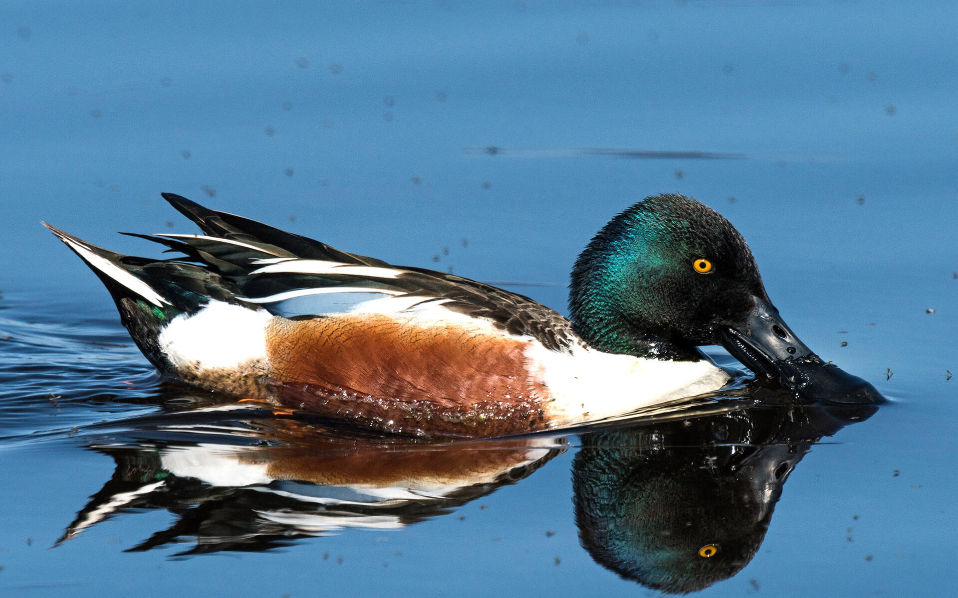 Northern Shoveler Audubon Field Guide
