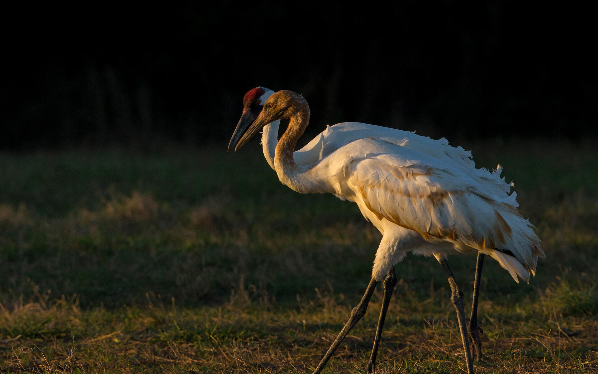 Whooping Crane Audubon Field Guide