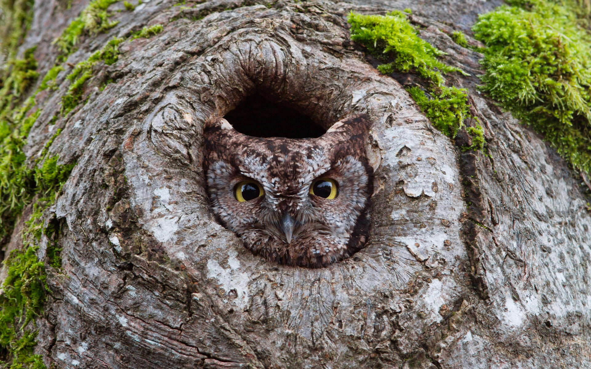 Western Screech Owl Audubon Field Guide