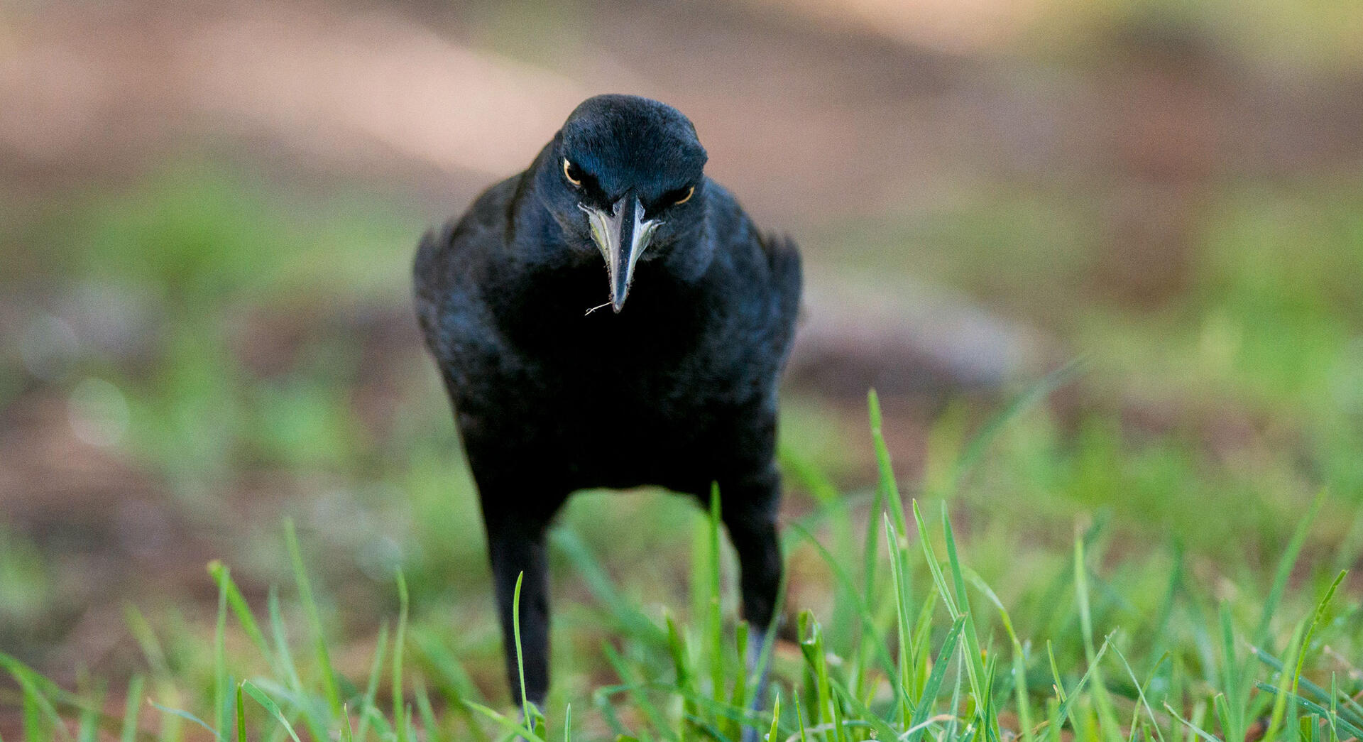 Zanate Mayor Guia De Aves