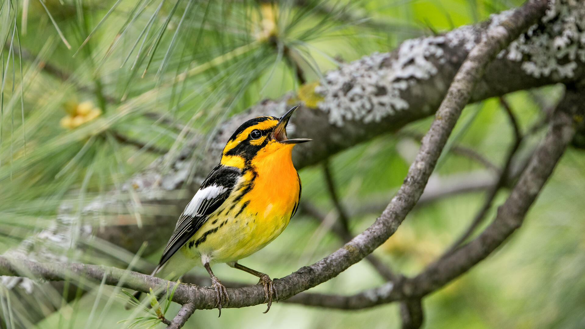 Blackburnian Warbler Audubon Field Guide